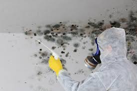 Why You Should Choose Our Mold Remediation Services in Fort Myers, FL